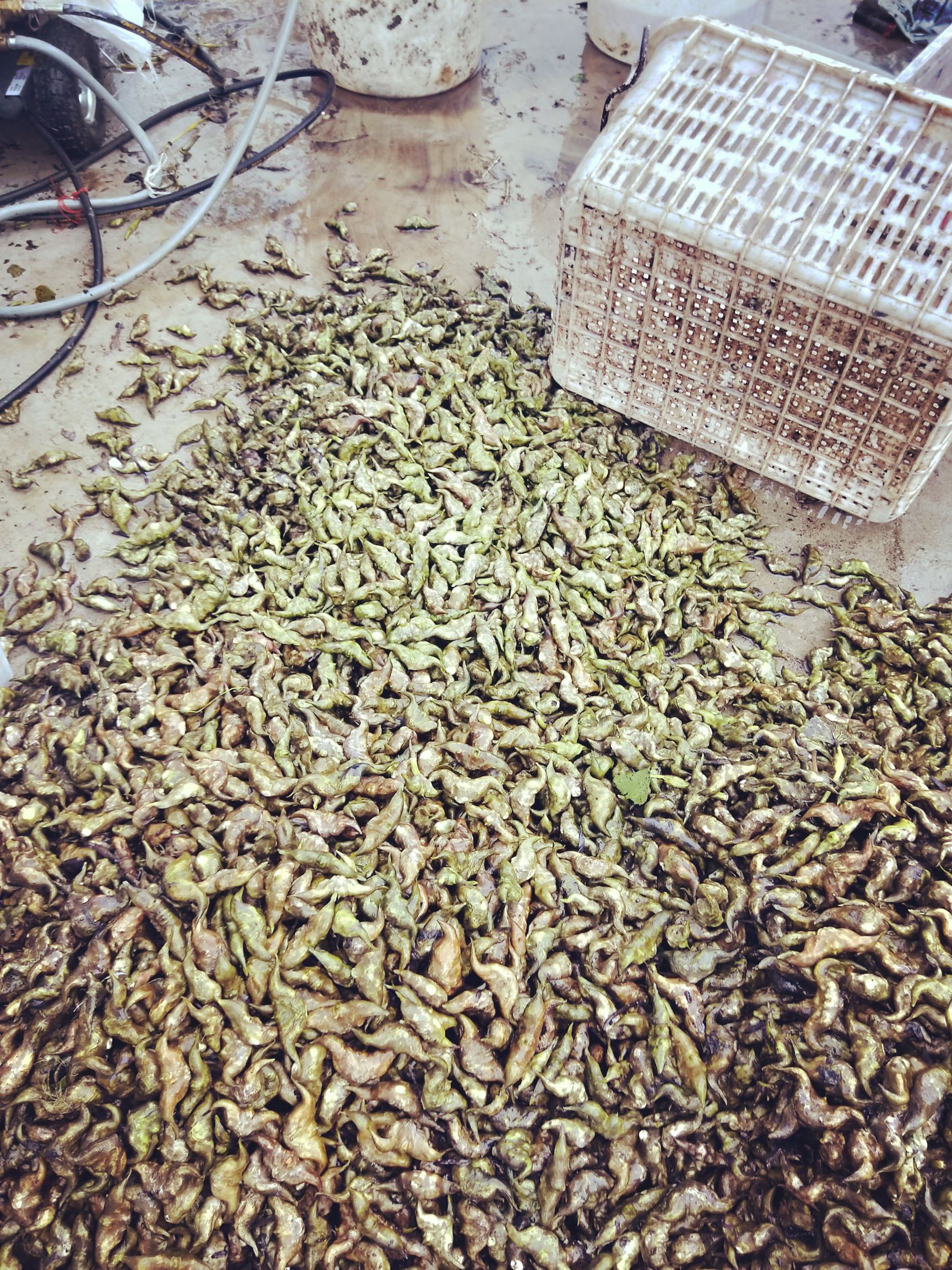  大量批发菱角