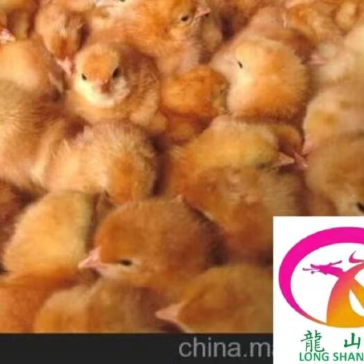 广州 快大黄鸡苗