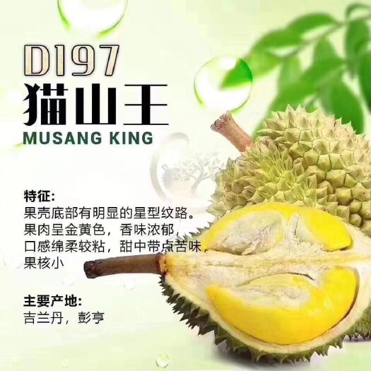 中牟县猫山王榴莲D197 马来西亚-空运-郑州，一手货源！
