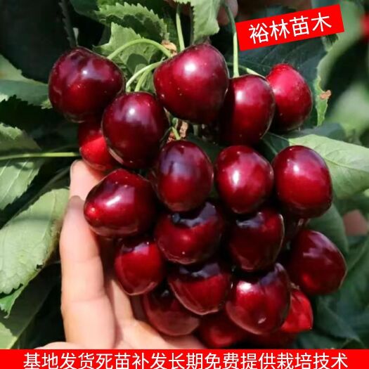  嫁接车厘子樱桃树苗包质量包成活当年挂果根细发达基地现挖现发