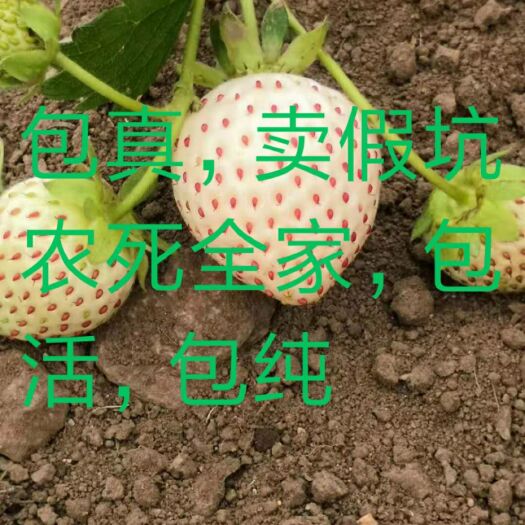 平邑县雪兔草莓苗 包纯正，卖假坑农s全家，包活。
