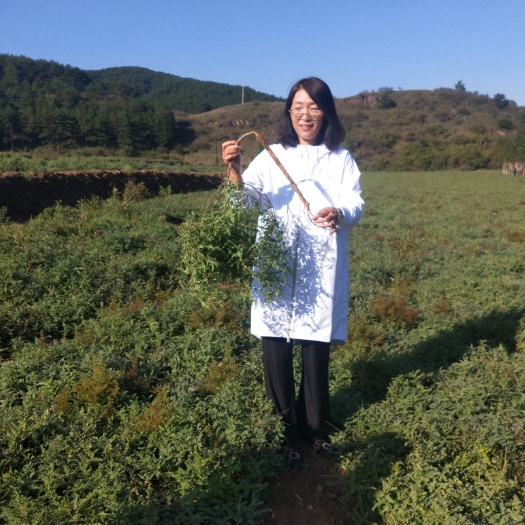 沁源县 合作社出售鲜黄芪