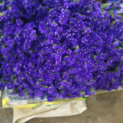 昆明 勿忘我 满天星  草花