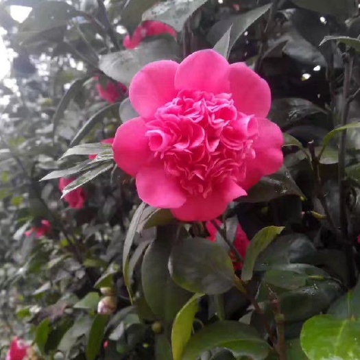 黎平县七芯茶花  七蕊山茶花