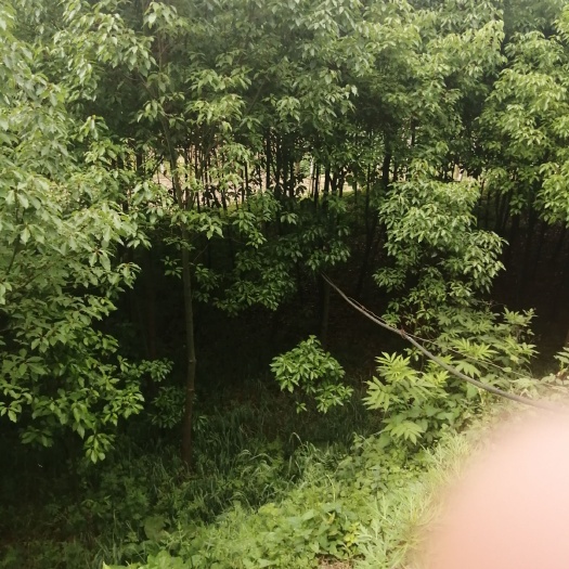 利川市小叶樟