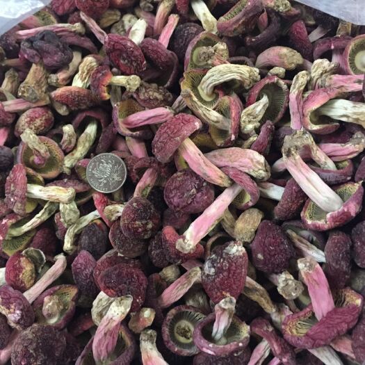 金秀县广西大瑶山野生红菇蓝底正红