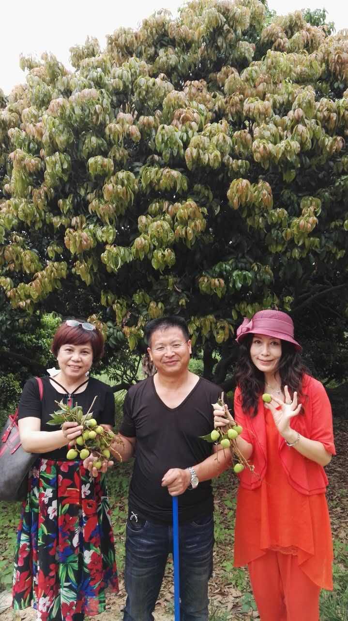  增城荔枝，桂味，糯米糍，挂绿，挂红荔枝