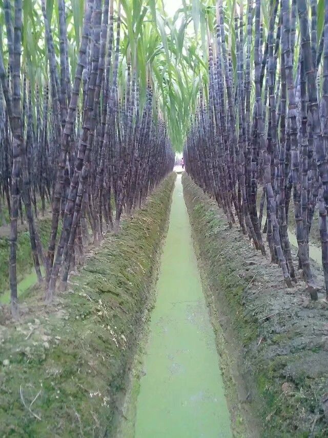 黑皮甘蔗 产地批发 一手货源 可实地考察看货  量大优惠