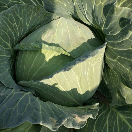 菏泽京丰一号甘蓝  市场加工厂大量
