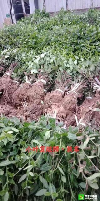 泰安小叶扶芳藤 小叶复脏腾