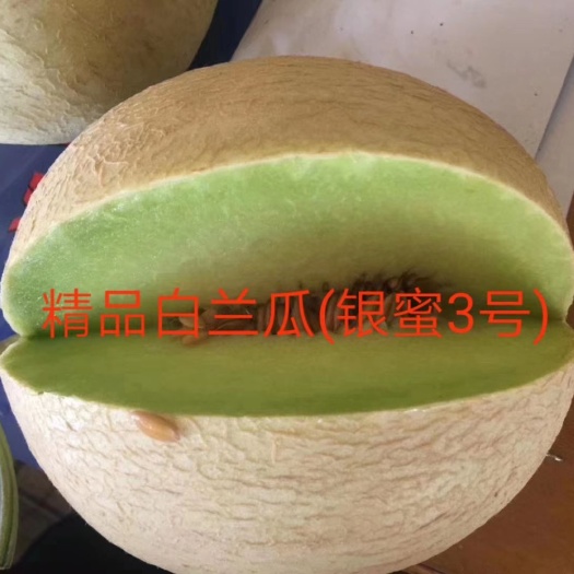 昌吉市白兰瓜种子～绿肉，大果，抗病，含糖量高结果多易管理商品性