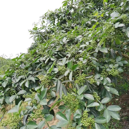 荆门藤椒 特级 鲜花椒