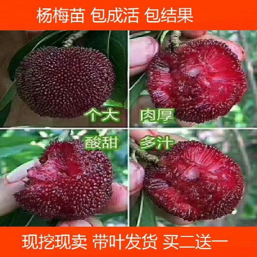 灵山县 杨梅树苗