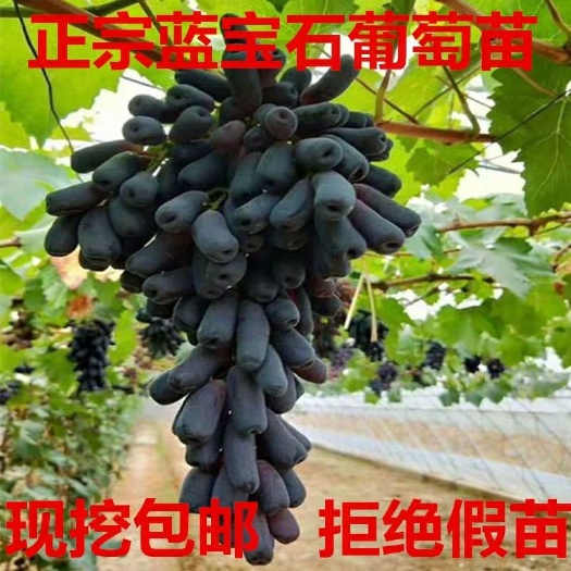 平邑县 蓝宝石葡萄苗