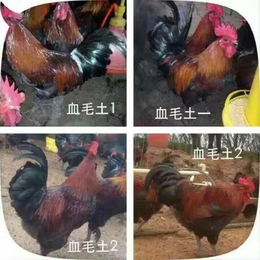 衡阳血毛土鸡苗青脚瑶鸡苗 黑瑶鸡苗包打疫苗活体包运质量正宗