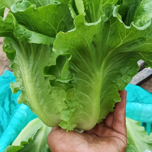内黄县 大量供应蒜苗生菜。