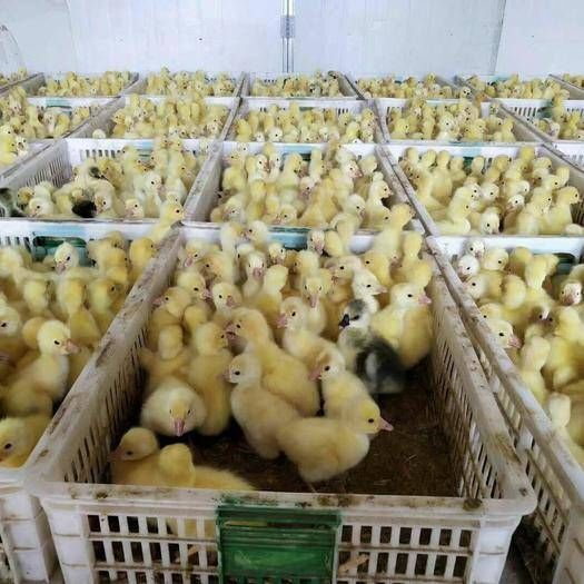 南宁大白鹅苗 优选种苗 批发 包活 包检疫