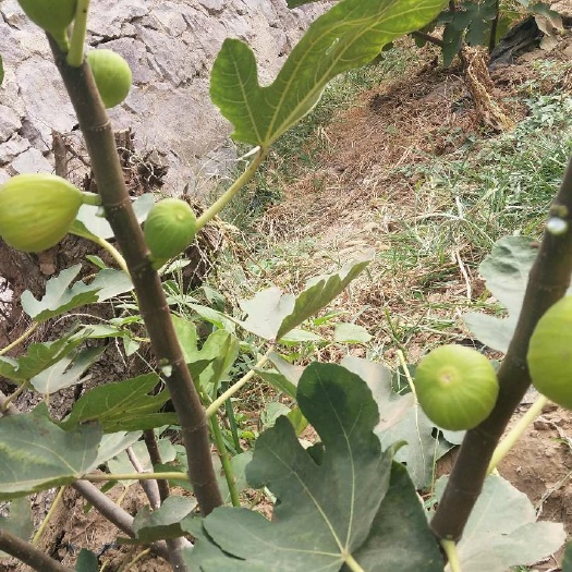胶州市 金早无花果苗