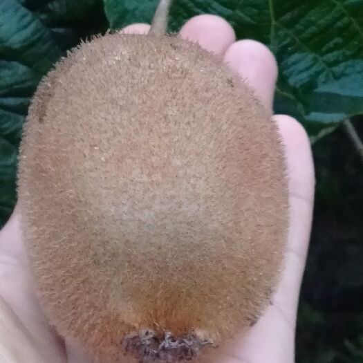 眉县海沃德猕猴桃 90~100克