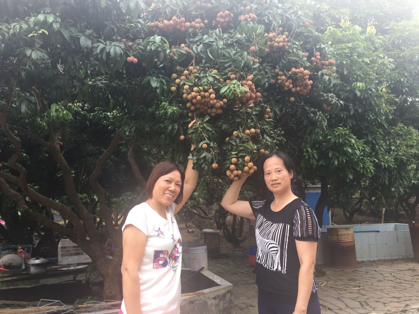  增城荔枝，桂味，糯米糍，挂绿，挂红荔枝