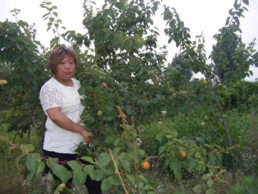 平邑县珍珠油杏苗 珍珠油性