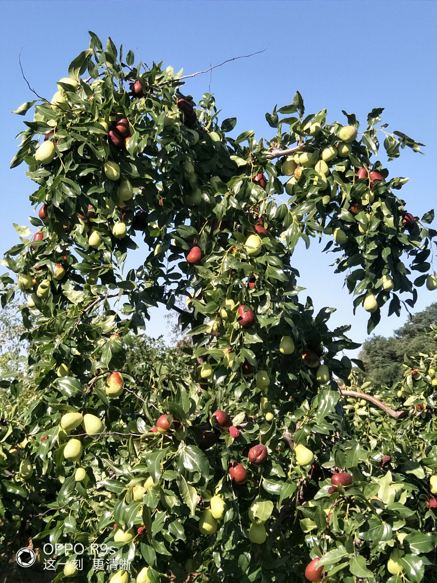 陕北狗头枣 灵武长枣，延安狗头枣。同心圆枣出售