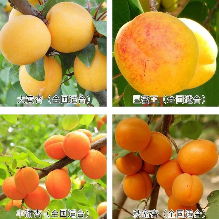  沙金红杏树苗 嫁接杏树苗 当年结果苗