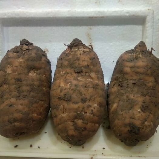 彝良县 小草坝天麻