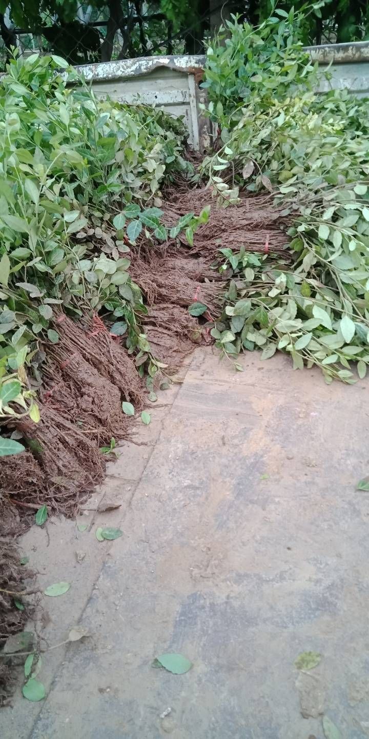 小叶扶芳藤 小叶复脏腾