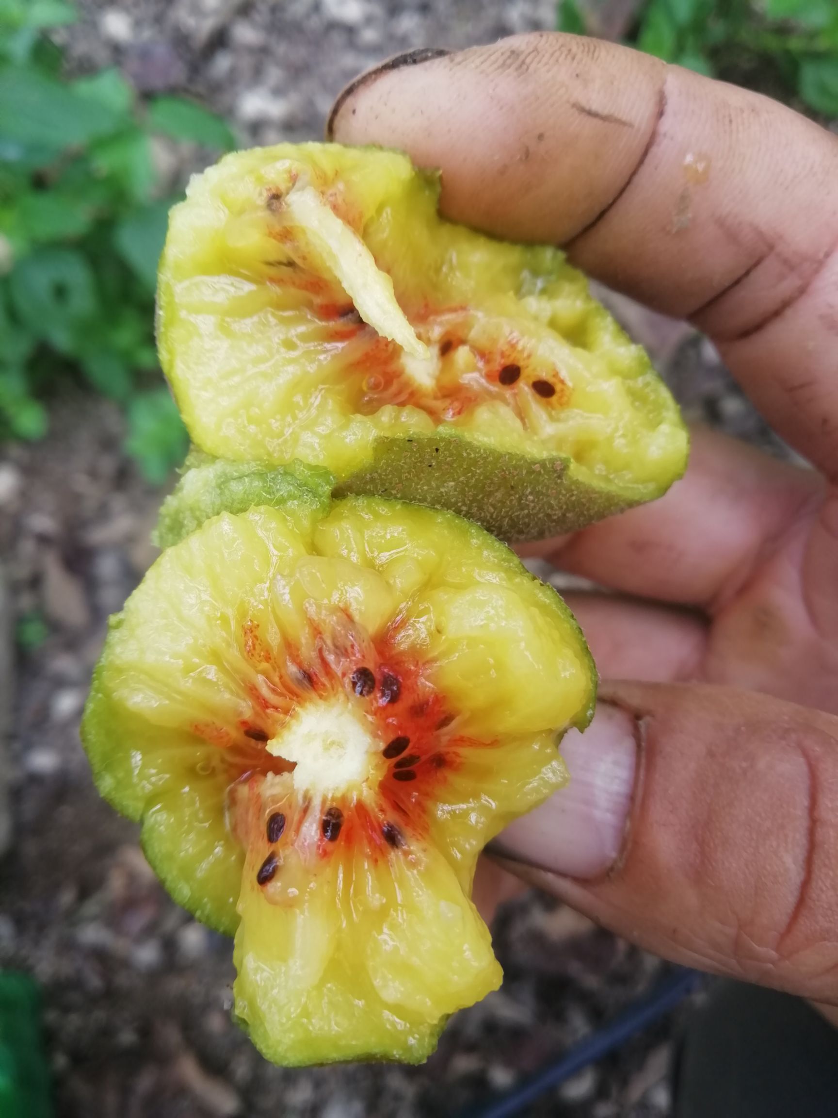 生态管理模式红心猕猴桃