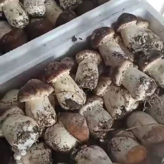 广州 新鲜姬松茸  鲜品   新鲜菌菇