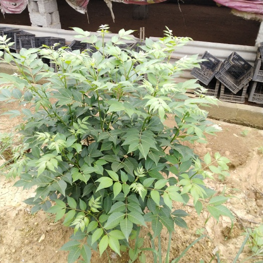 柳城县山药种 药材茶辣苗这些年有着很好的前景