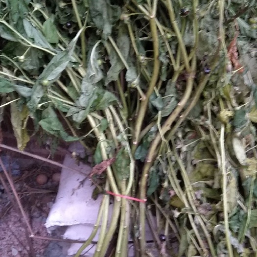宁远县颠茄草 颠茄种子!
