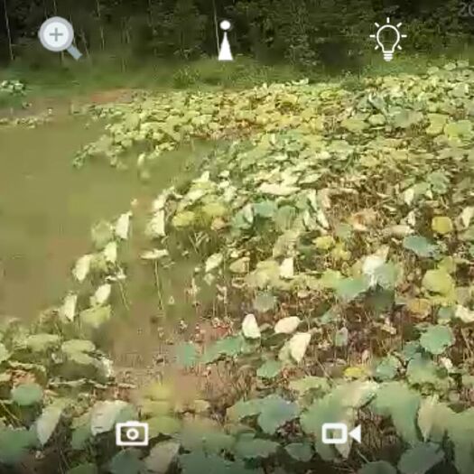  水田出租转租合作养殖田鸡牛蛙水产