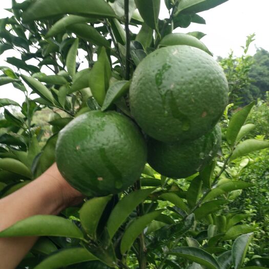 宜宾 嫁接枳壳苗
