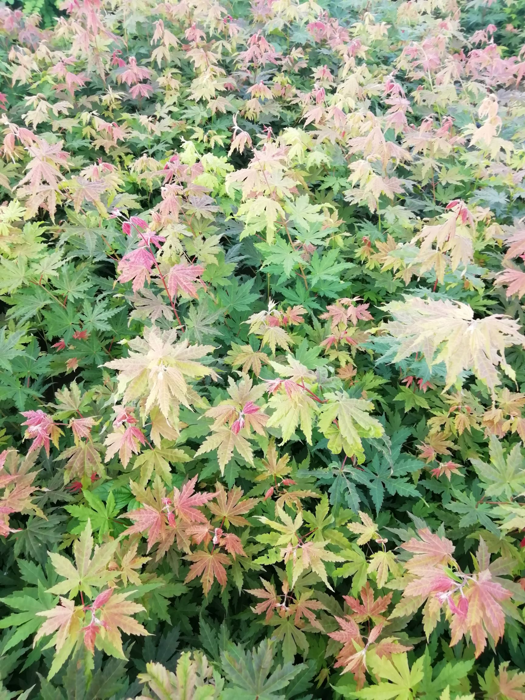 桓仁满族自治县 九角枫苗