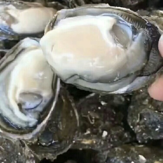 饶平县 汫洲珍珠蚝  壳薄肉肥