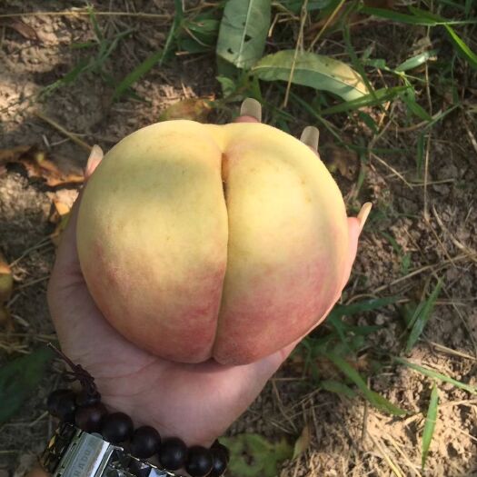 五河县 淮岸冬桃，绿色食品