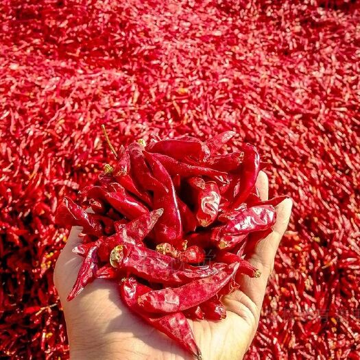 金乡县 三樱椒🌶️干辣椒新店冲销量超市加工厂餐饮企业