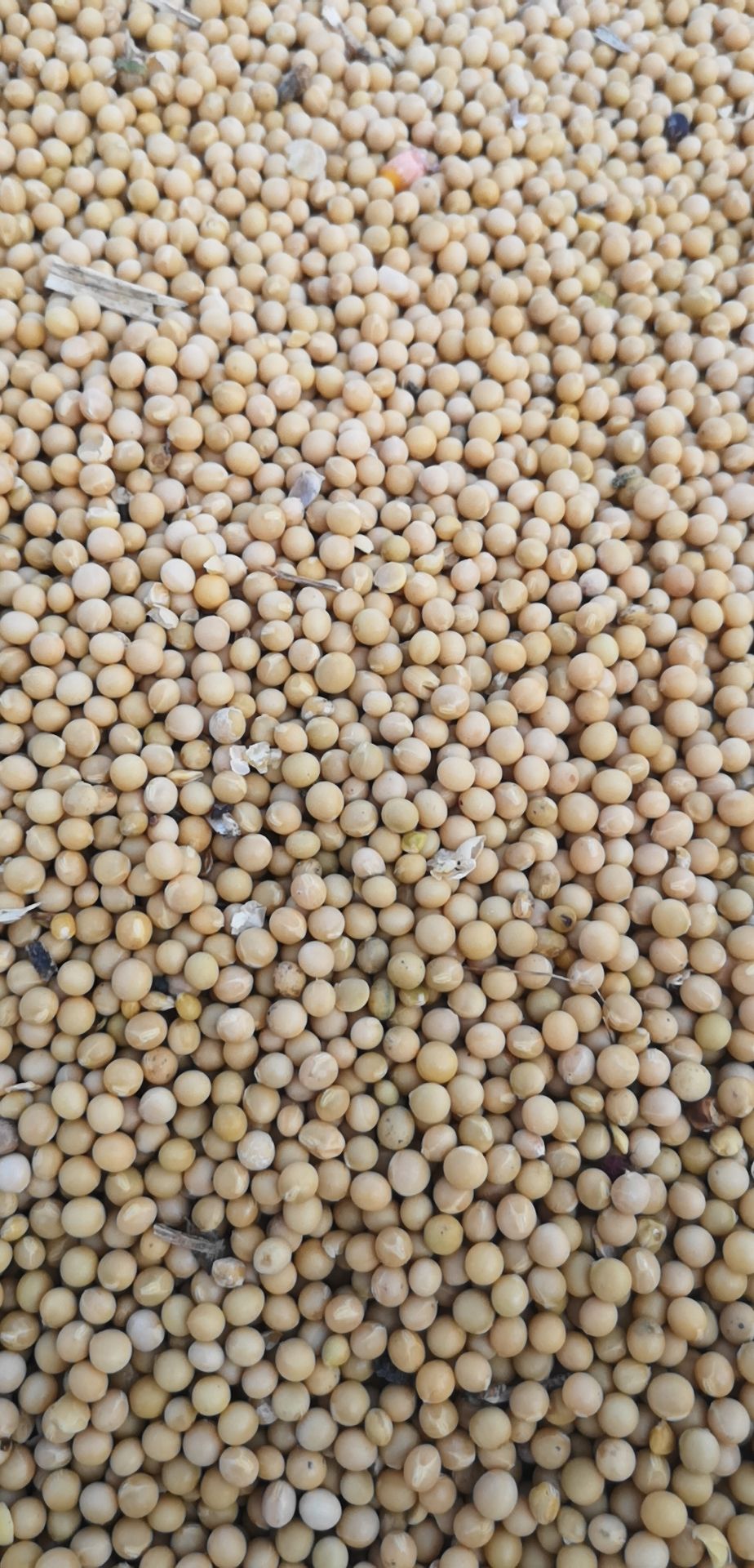林甸县黄芽豆 70多户农民种的芽豆。