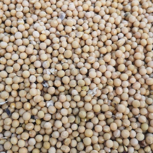 林甸县黄芽豆 70多户农民种的芽豆。