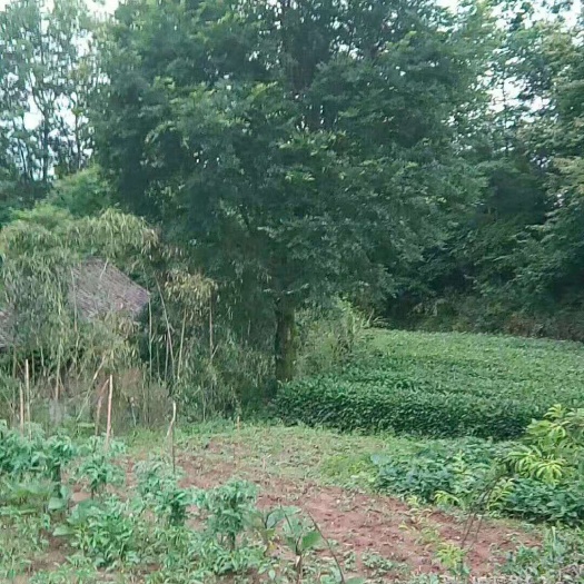 西乡县 单杆    丛生朴树    30—50