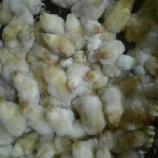 广州三黄鸡苗 大三黄批发，包运输，包技术支持，包路损
