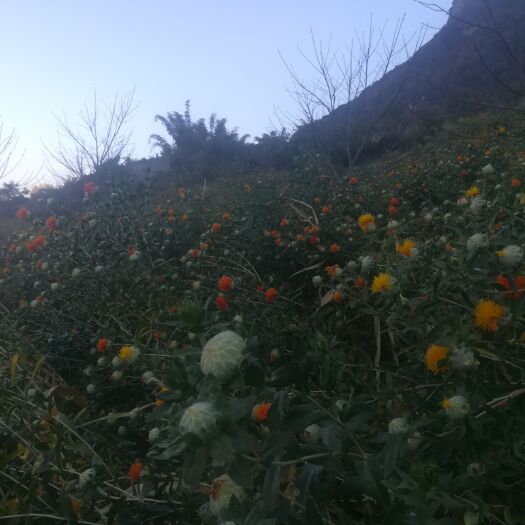 博罗县红花 