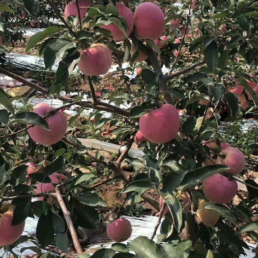 绥中县 大量苹果。