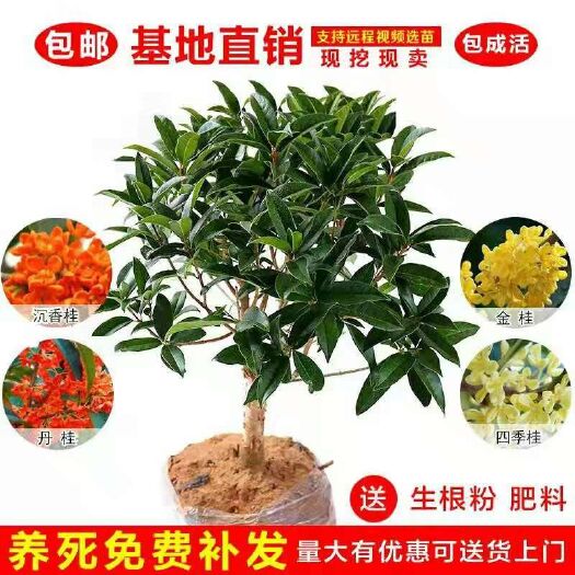 平邑县 桂花（四季桂，日香桂，朱砂桂，黄金桂，八月）盆栽地栽南北适
