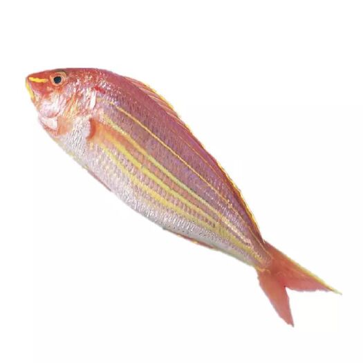 北海 冰鲜红杉鱼