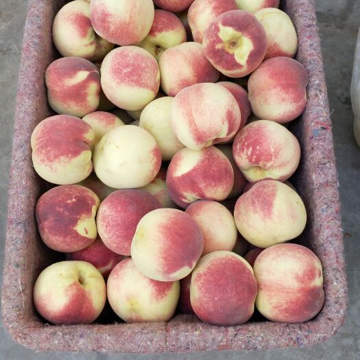 莱西市金秋红密  山东最好吃的桃子