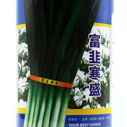 淮安富韭寒盛韭菜种子纯度高抗寒抗病高产耐高温长势快辛辣味浓不休
