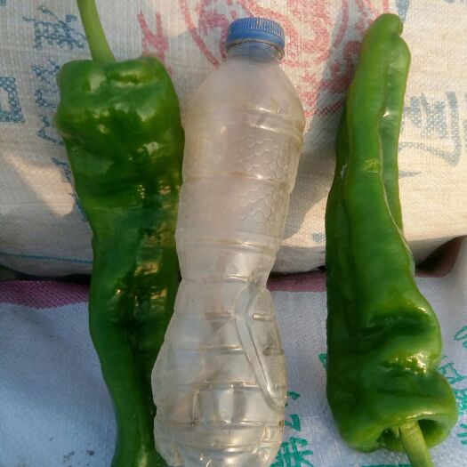 如东县青泡椒  精品大椒